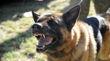 A German Shepherd barking aggressively.